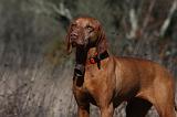 VIZSLA poil court 208